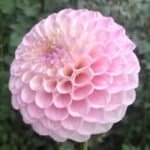 20th Ave Memory Dahlia - Dynomite Farm - Santa Cruz, California
