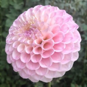 20th Ave Memory Dahlia - Dynomite Farm - Santa Cruz, California