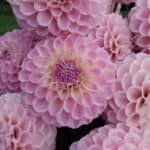 20th Ave Memory Dahlia - Dynomite Farm - Santa Cruz, California