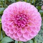 20th Ave Old Major Dahlia - Dynomite Farm - Santa Cruz, California