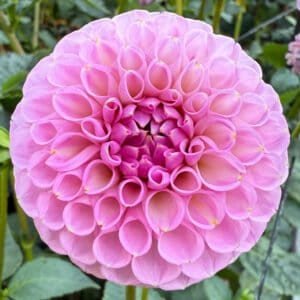 20th Ave Old Major Dahlia - Dynomite Farm - Santa Cruz, California