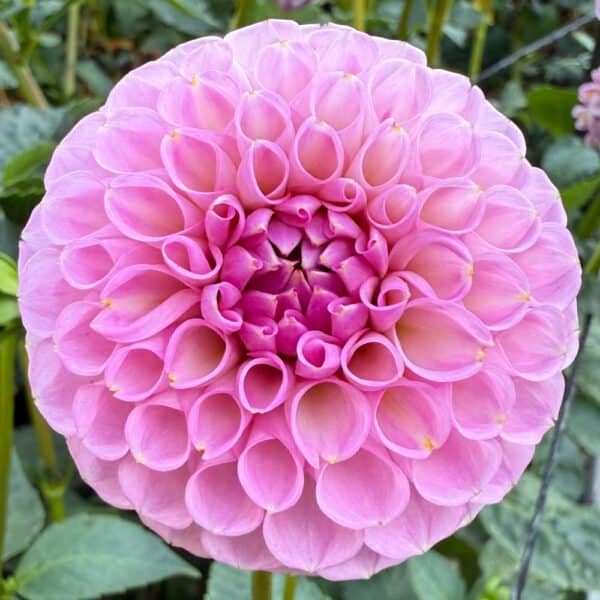 20th Ave Old Major Dahlia - Dynomite Farm - Santa Cruz, California