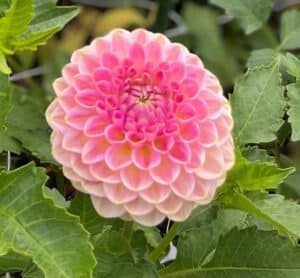 20th Ave Softer Peach Dahlia - Dynomite Farm - Santa Cruz, California