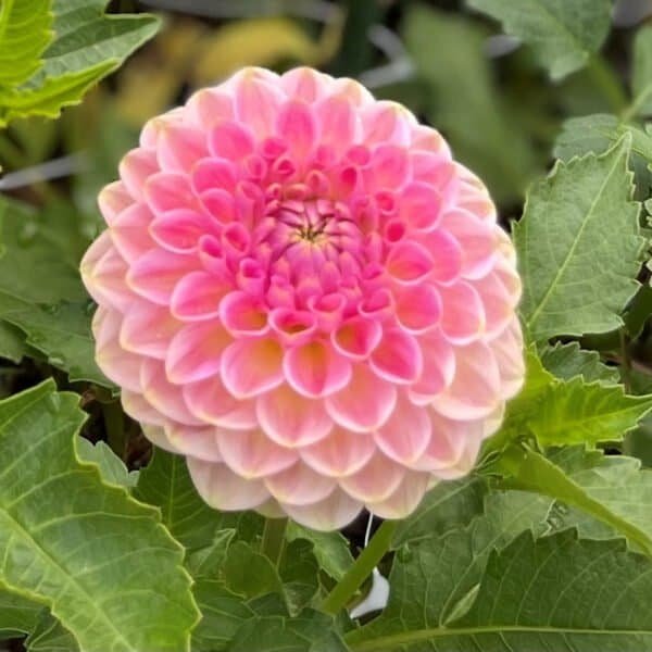 20th Ave Softer Peach Dahlia - Dynomite Farm - Santa Cruz, California