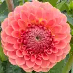 20th Ave Softer Peach Dahlia - Dynomite Farm - Santa Cruz, California