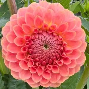 20th Ave Softer Peach Dahlia - Dynomite Farm - Santa Cruz, California