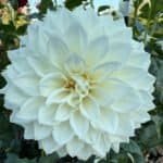 KA's Bella Luna Dahlia - Dynomite Farm - Santa Cruz, California