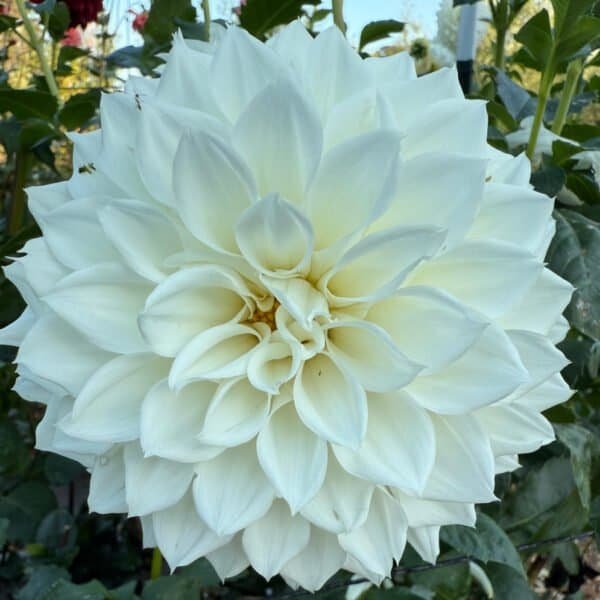 KA's Bella Luna Dahlia - Dynomite Farm - Santa Cruz, California