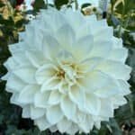 KA's Bella Luna Dahlia - Dynomite Farm - Santa Cruz, California