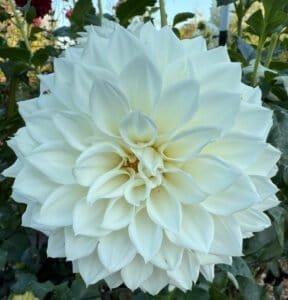 KA's Bella Luna Dahlia - Dynomite Farm - Santa Cruz, California