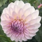 Bloomquist Tory P Dahlia - Dynomite Farm - Santa Cruz, California