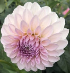 Bloomquist Tory P Dahlia - Dynomite Farm - Santa Cruz, California