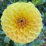 CG Amber Dahlia - Dynomite Farm - Santa Cruz, California