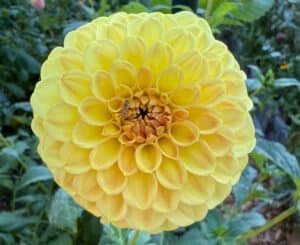 CG Amber Dahlia - Dynomite Farm - Santa Cruz, California
