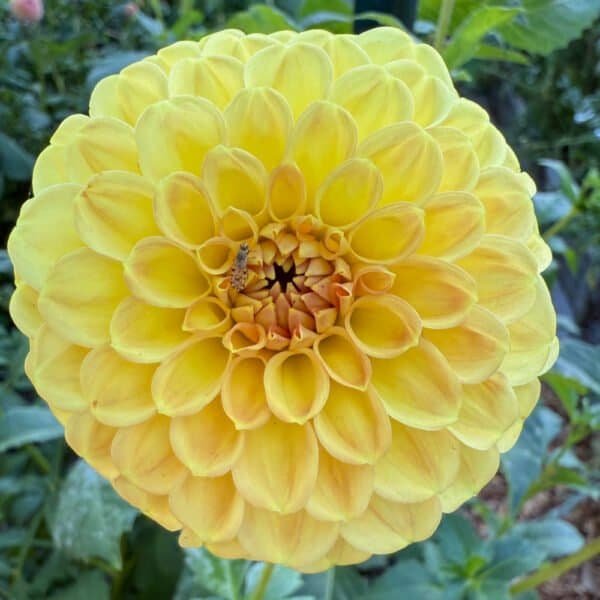 CG Amber Dahlia - Dynomite Farm - Santa Cruz, California