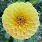 CG Amber Dahlia - Dynomite Farm - Santa Cruz, California