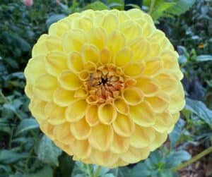 CG Amber Dahlia - Dynomite Farm - Santa Cruz, California