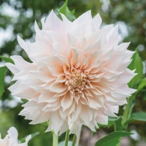 Café au Lait Dahlia - Dynomite Farm - Santa Cruz, California