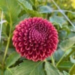 Copper Boy Dahlia - Dynomite Farm - Santa Cruz, California