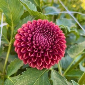Copper Boy Dahlia - Dynomite Farm - Santa Cruz, California