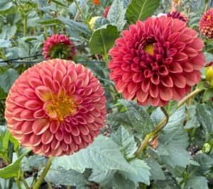 Copper Boy Dahlia - Dynomite Farm - Santa Cruz, California