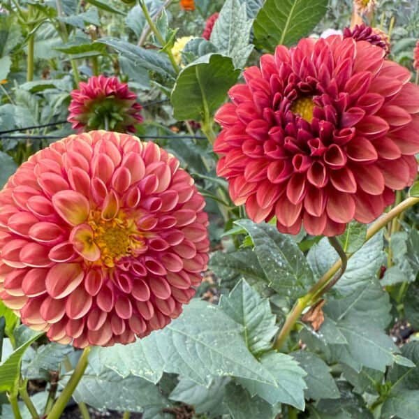 Copper Boy Dahlia - Dynomite Farm - Santa Cruz, California