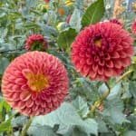 Copper Boy Dahlia - Dynomite Farm - Santa Cruz, California