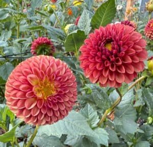 Copper Boy Dahlia - Dynomite Farm - Santa Cruz, California