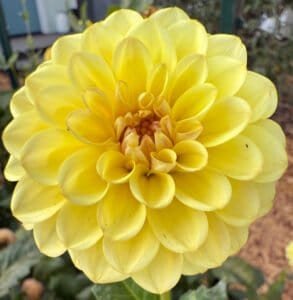 Cozy Town Gale Dahlia - Dynomite Farm - Santa Cruz, California