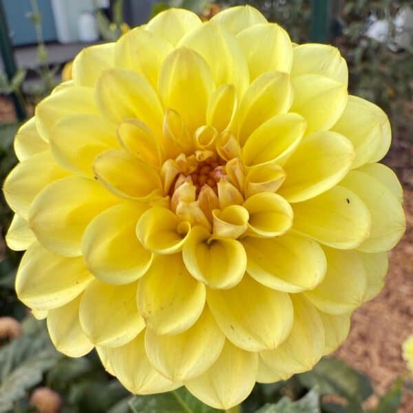 Cozy Town Gale Dahlia - Dynomite Farm - Santa Cruz, California