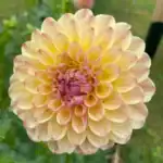 Cozy Town Gale Dahlia - Dynomite Farm - Santa Cruz, California