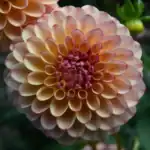 Cozy Town Gale Dahlia - Dynomite Farm - Santa Cruz, California