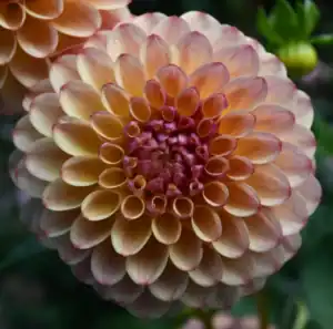 Cozy Town Gale Dahlia - Dynomite Farm - Santa Cruz, California