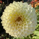 Cream Diane Dahlia - Dynomite Farm - Santa Cruz, California