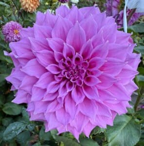Elma Elizabeth Dahlia - Dynomite Farm - Santa Cruz, California