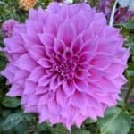 Elma Elizabeth Dahlia - Dynomite Farm - Santa Cruz, California