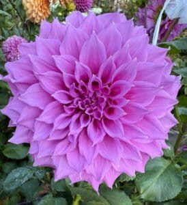Elma Elizabeth Dahlia - Dynomite Farm - Santa Cruz, California