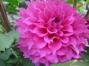 Elma Elizabeth Dahlia - Dynomite Farm - Santa Cruz, California