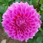 Elma Elizabeth Dahlia - Dynomite Farm - Santa Cruz, California