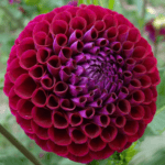 Ivanetti Dahlia - Dynomite Farm - Santa Cruz, California