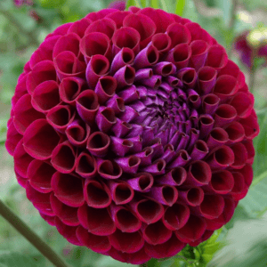 Ivanetti Dahlia - Dynomite Farm - Santa Cruz, California