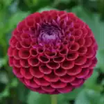 Ivanetti Dahlia - Dynomite Farm - Santa Cruz, California