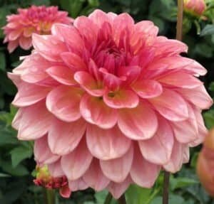 Jabberbox Dahlia - Dynomite Farm - Santa Cruz, California