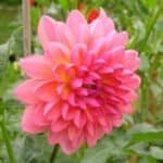 Jabberbox Dahlia - Dynomite Farm - Santa Cruz, California