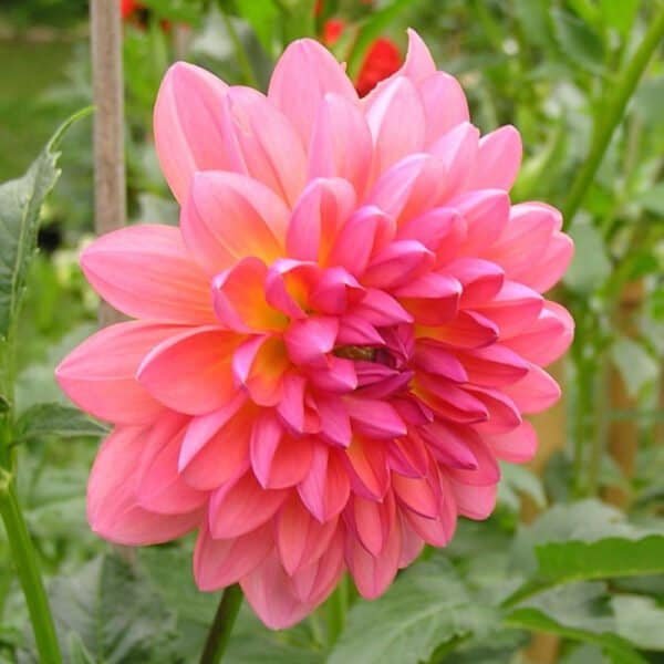 Jabberbox Dahlia - Dynomite Farm - Santa Cruz, California