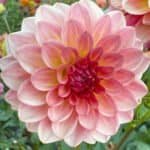 Jabberbox Dahlia - Dynomite Farm - Santa Cruz, California