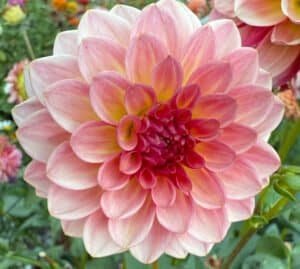 Jabberbox Dahlia - Dynomite Farm - Santa Cruz, California