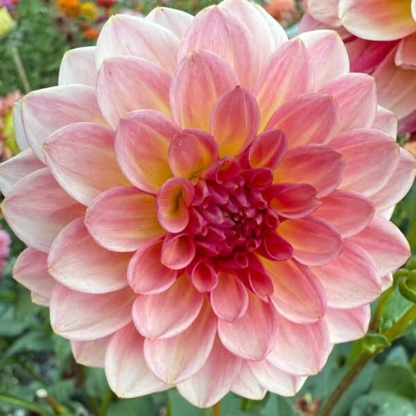 Jabberbox Dahlia - Dynomite Farm - Santa Cruz, California