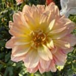 Jabberbox Dahlia - Dynomite Farm - Santa Cruz, California