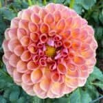 Jowey Winnie Dahlia - Dynomite Farm - Santa Cruz, California